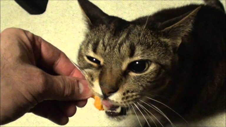 Can Cats Eat Cheeto Puffs? A Comprehensive Guide for Cat Owners