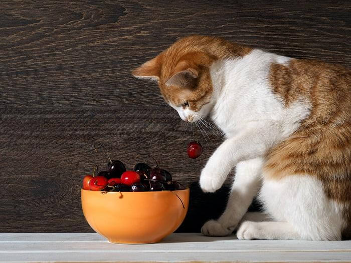 Can Cats Eat Cherries