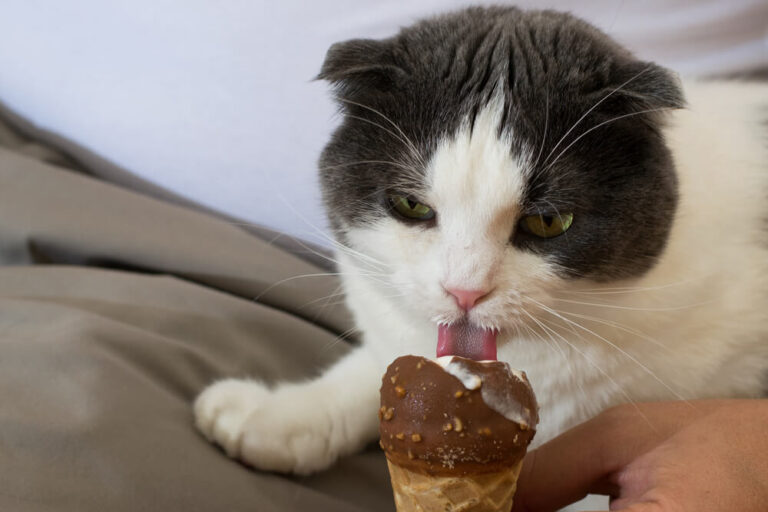 Understanding Chocolate Toxicity in Cats