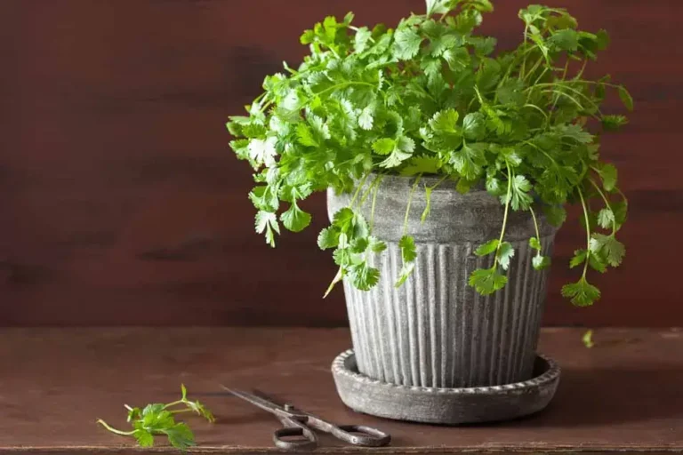 Can Cats Eat Cilantro?