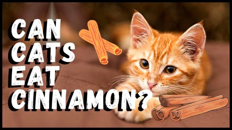 Can Cats Eat Cinnamon? A Comprehensive Guide For Cat Owners