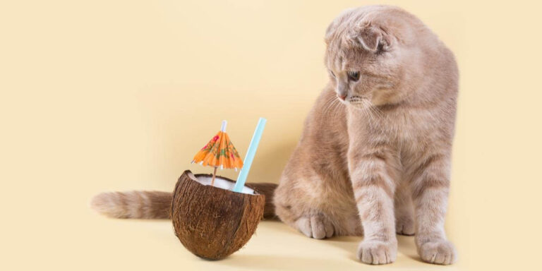 Can Cats Eat Coconut? A Comprehensive Guide For Cat Owners
