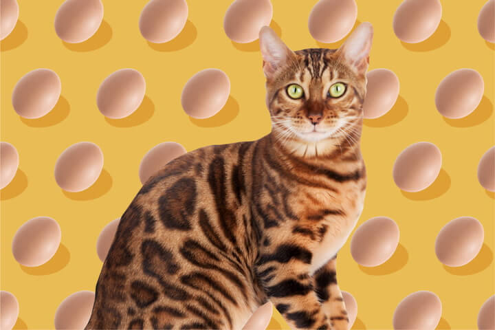 Can Cats Eat Cooked Eggs? A Comprehensive Guide For Cat Owners