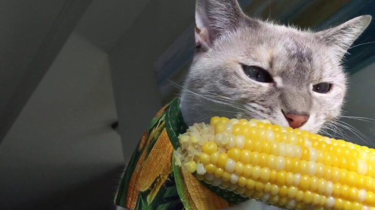 Can Cats Eat Corn? A Comprehensive Guide For Cat Owners
