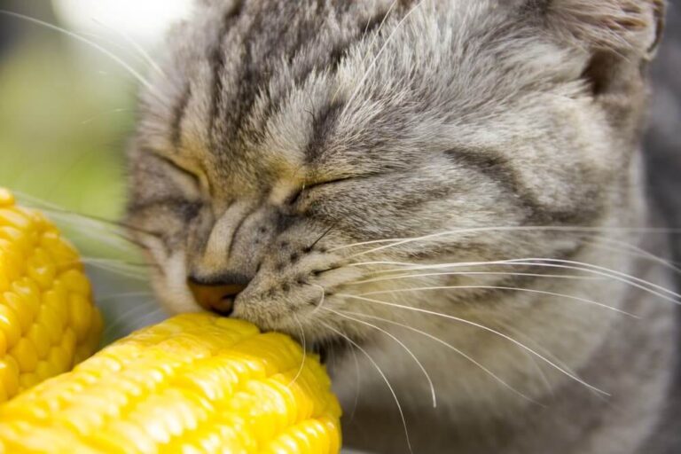 Can Cats Eat Corn Chips? A Comprehensive Guide for Cat Owners