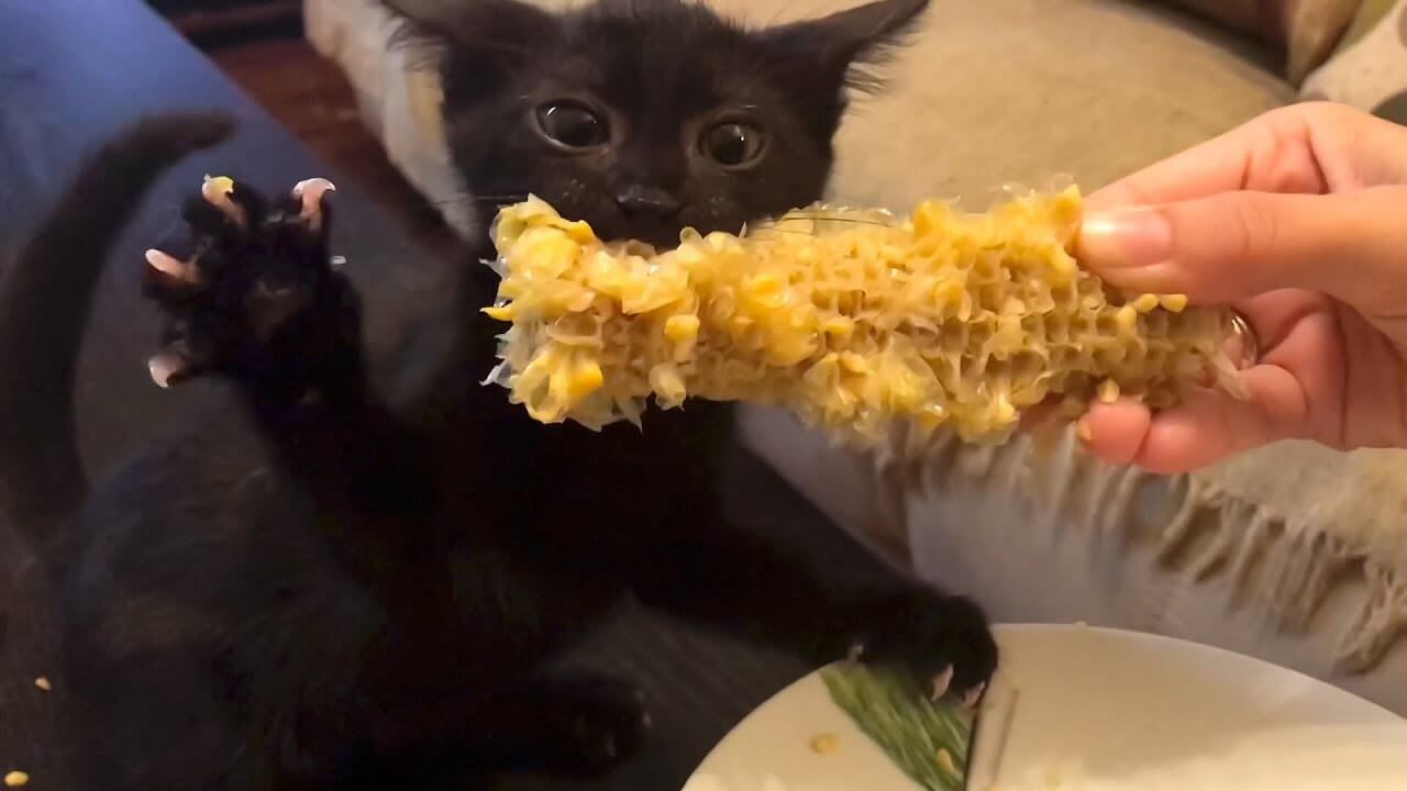 Can Cats Eat Corn on the Cob?