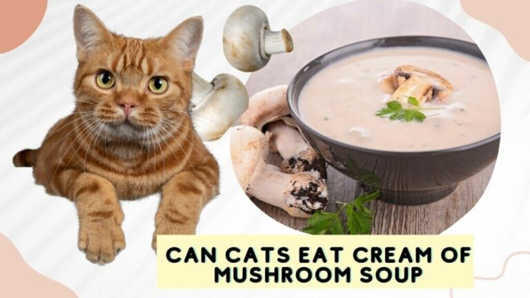 Can Cats Eat Cream of Mushroom Soup? A Comprehensive Guide for Cat Owners