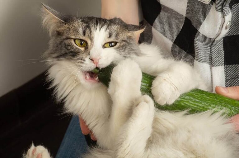 Can Cats Eat Cucumbers? A Comprehensive Guide For Cat Owners