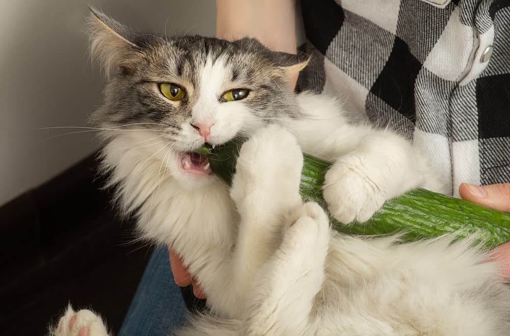 Can Cats Eat Cucumbers?