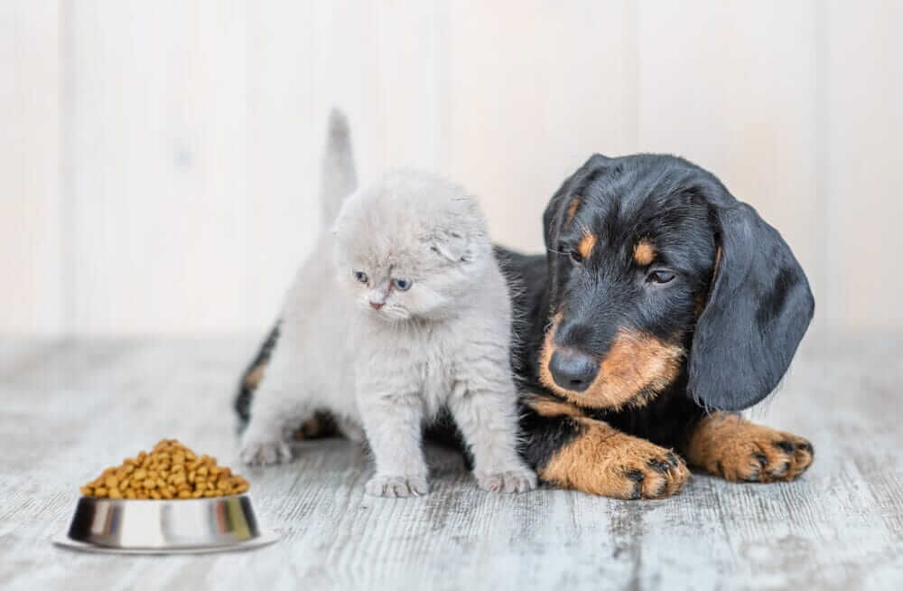 Can Cats Eat Dog Treats