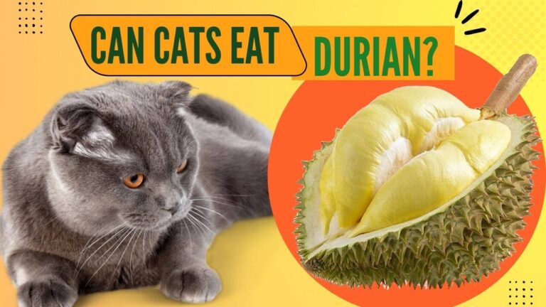 Can Cats Eat Durian? A Comprehensive Guide for Cat Owners