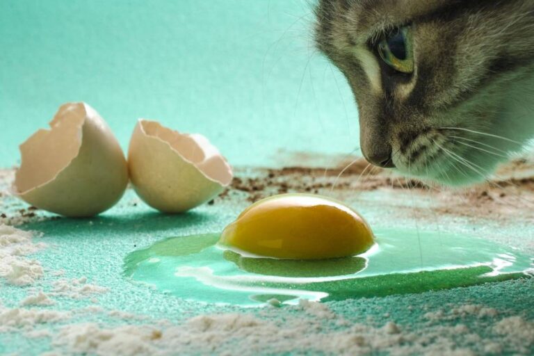 Can Cats Eat Egg Yolk? A Comprehensive Guide For Cat Owners