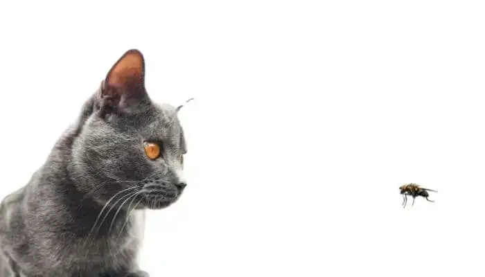 Can Cats Eat Flies? A Comprehensive Guide For Cat Owners