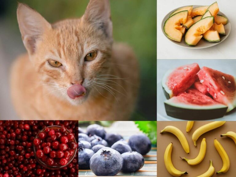 Can Cats Eat Fruit? A Comprehensive Guide For Cat Owners
