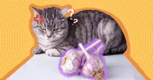 Can Cats Eat Garlic?