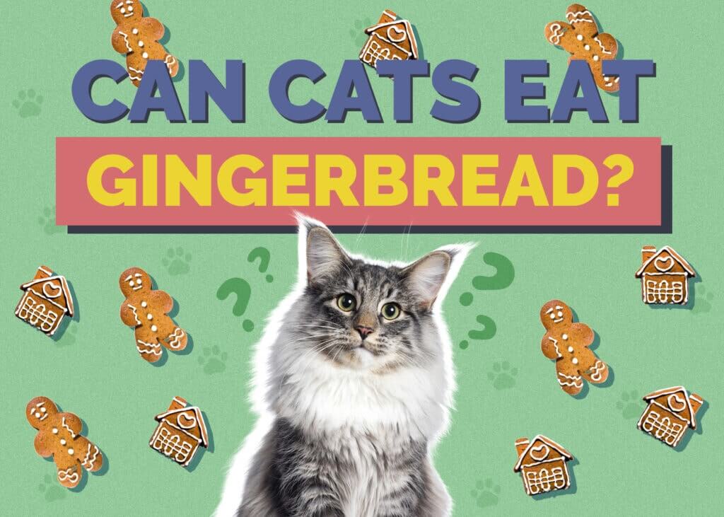 Can Cats Eat Gingerbread Cookies?