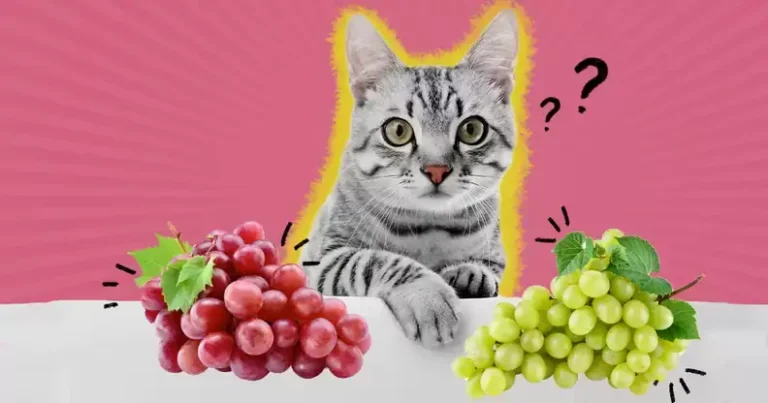 Can Cats Eat Grapes? A Comprehensive Guide For Cat Owners