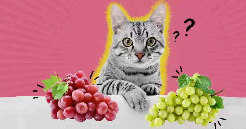 Can Cats Eat Grapes?