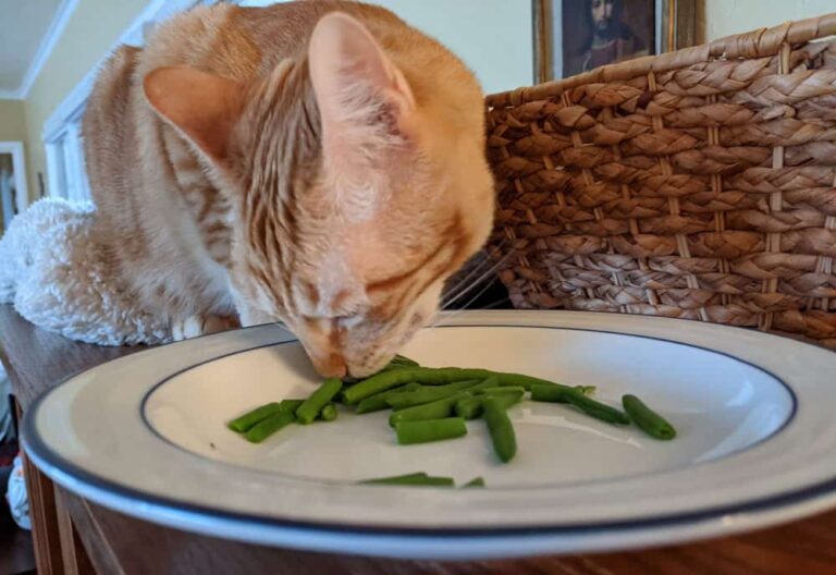 Can Cats Eat Green Beans? A Comprehensive Guide For Cat Owners