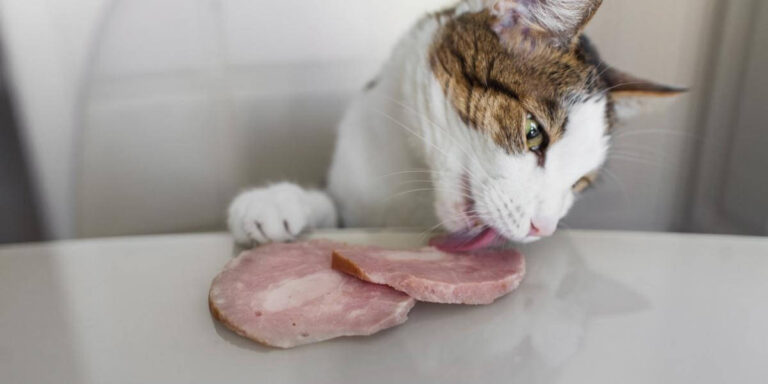 Can Cats Eat Ham? A Comprehensive Guide For Cat Owners