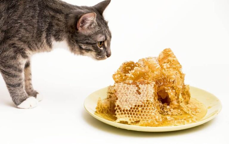 Can Cats Eat Honey? A Comprehensive Guide For Cat Owners