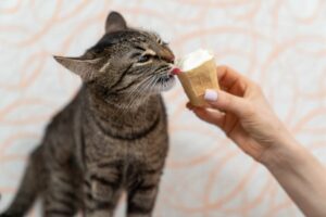 Can Cats Eat Ice Cream?