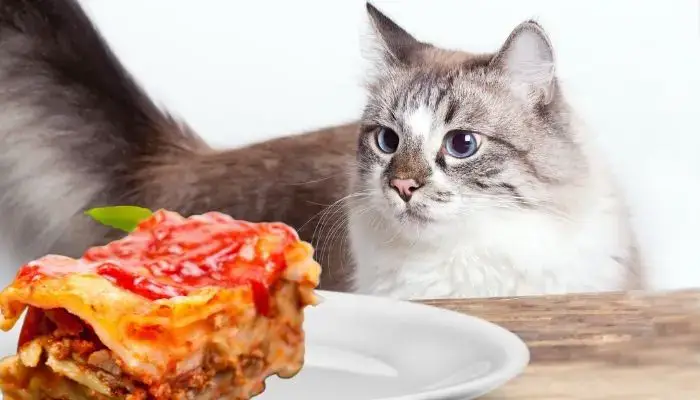 Can Cats Eat Lasagna?
