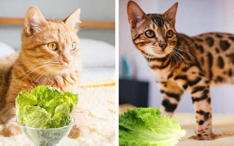 Can Cats Eat Lettuce? A Comprehensive Guide For Cat Owners