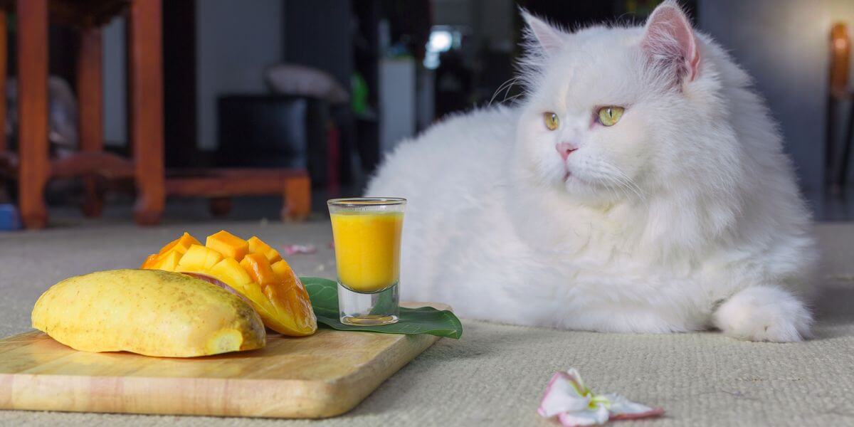 Can Cats Eat Mango?