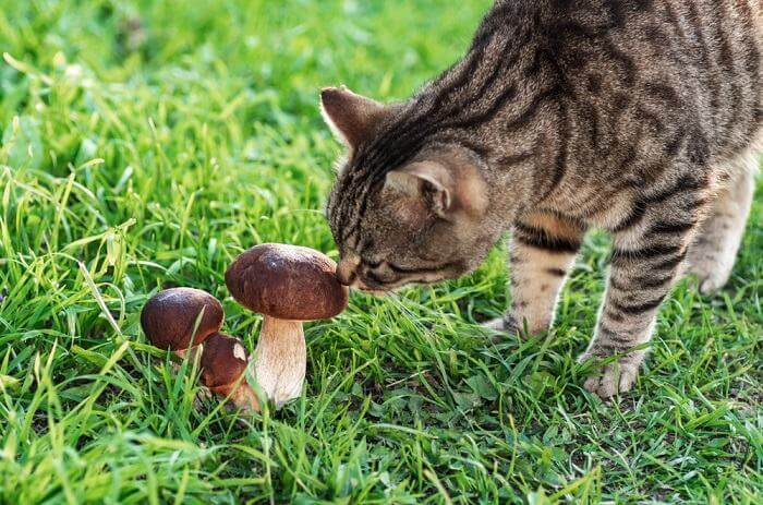 Can Cats Eat Mushrooms?