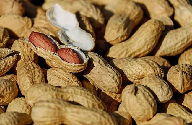 Can Cats Eat Nuts Risks Toxicity and Health Concerns