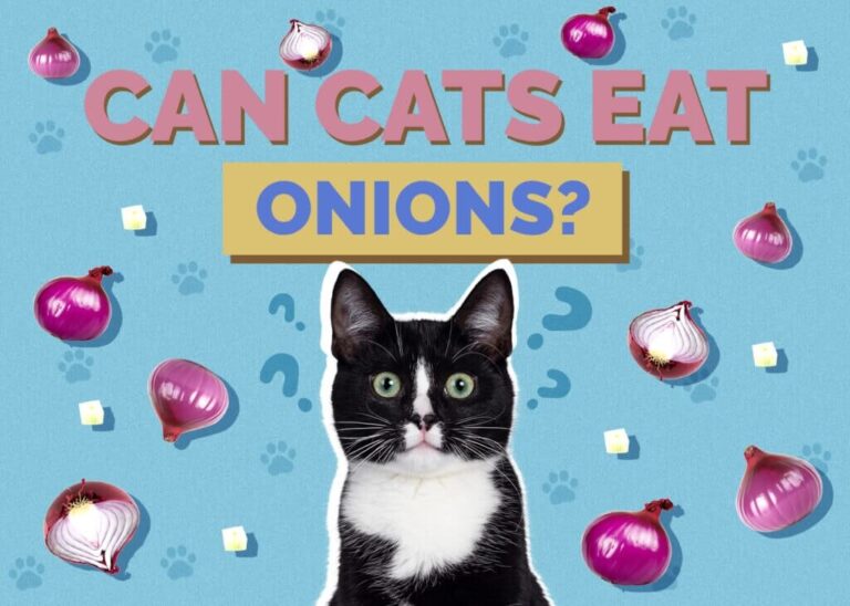 Can Cats Eat Onions? A Comprehensive Guide For Cat Owners