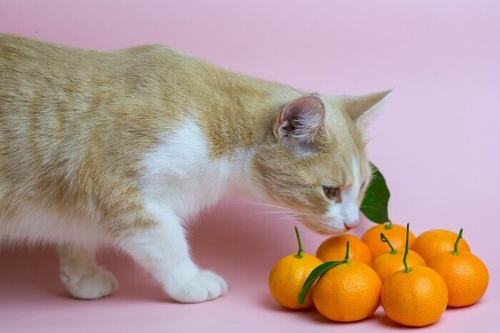 Can Cats Eat Oranges? A Comprehensive Guide For Cat Owners