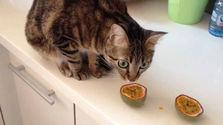 Can Cats Eat Passion Fruit? A Comprehensive Guide for Cat Owners