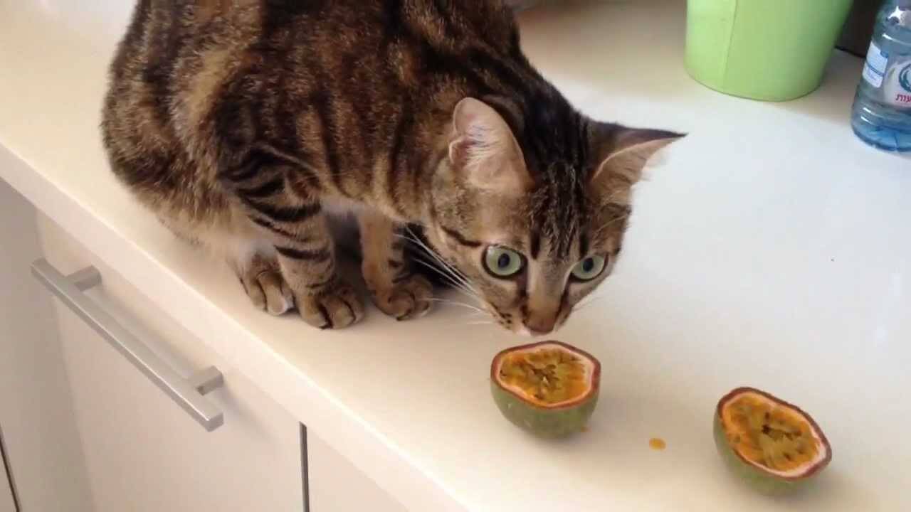 Can CaTs Eat Passion Fruit?