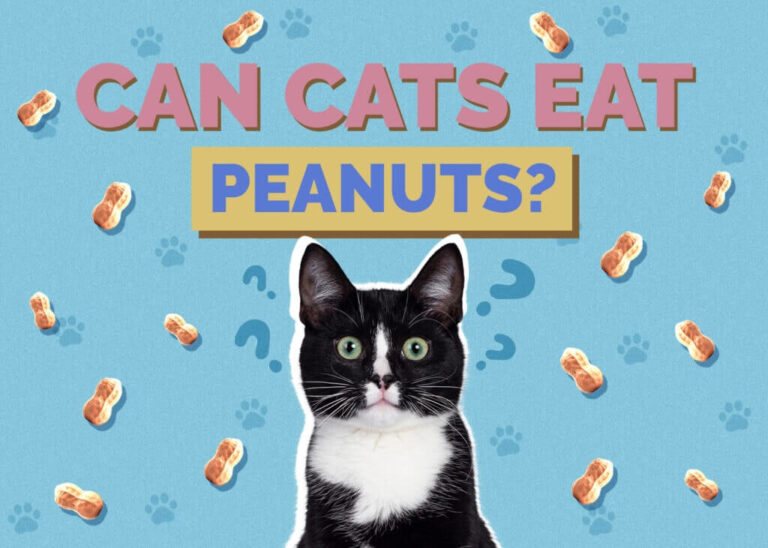 Can Cats Eat Peanuts? A Comprehensive Guide For Cat Owners