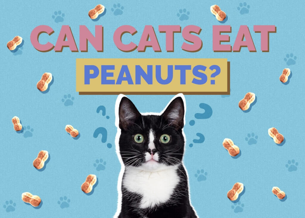 Can Cats Eat Peanuts