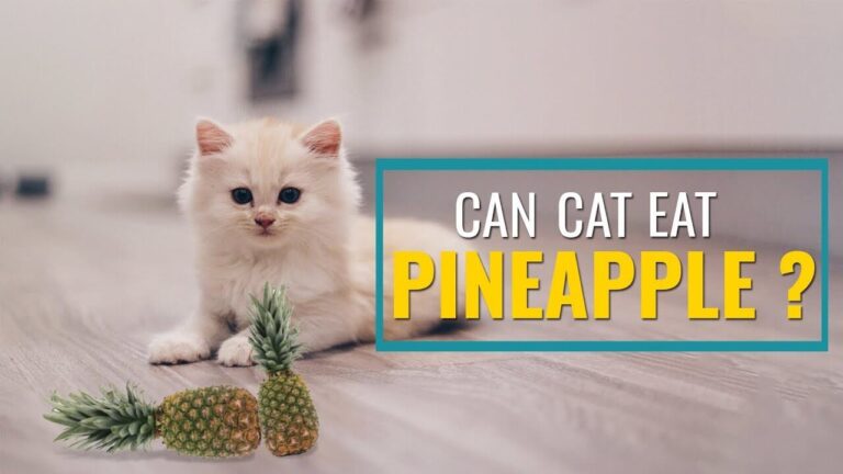 Can Cats Eat Pineapple? A Comprehensive Guide For Cat Owners