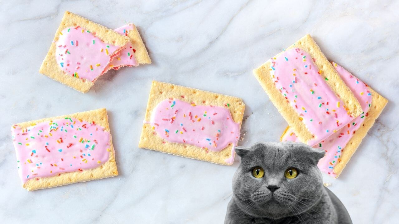 Can Cats Eat Pop Tarts