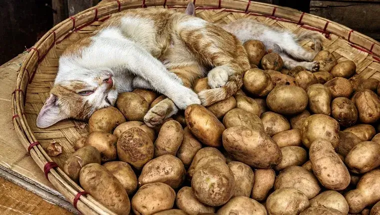 Can Cats Eat Potatoes?