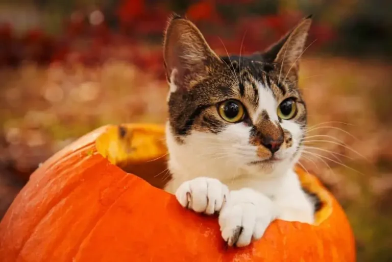 Can Cats Eat Pumpkin? A Comprehensive Guide For Cat Owners
