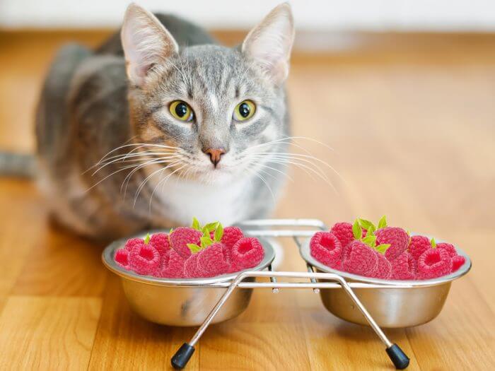 Can Cats Eat Raspberries? A Comprehensive Guide For Cat Owners
