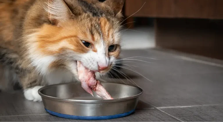 Can Cats Eat Raw Chicken? A Comprehensive Guide For Cat Owners