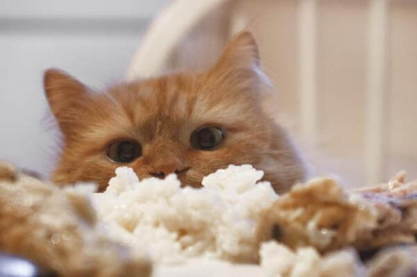 Can Cats Eat Rice?