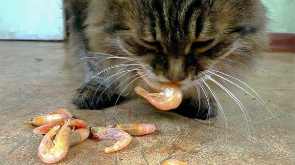 Can Cats Eat Shrimp? A Comprehensive Guide For Cat Owners