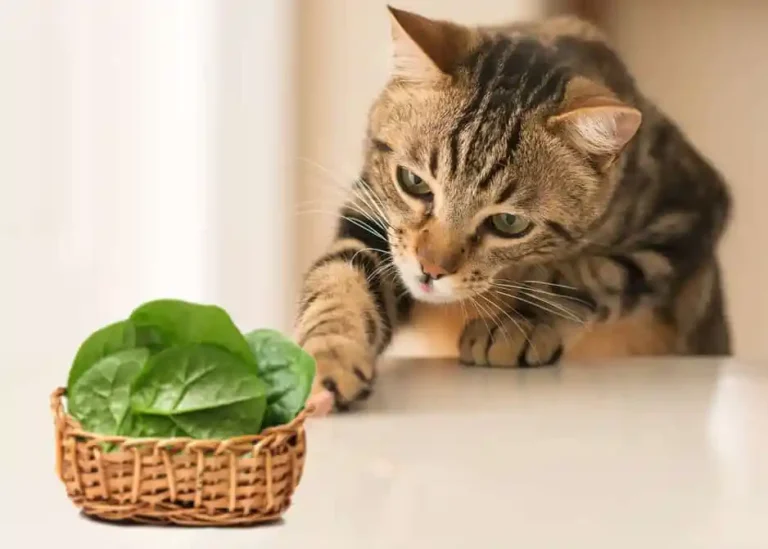 Can Cats Eat Spinach? A Comprehensive Guide For Cat Owners