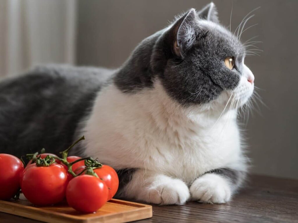 Can Cats Eat Tomatoes? A Comprehensive Guide Animal Gator