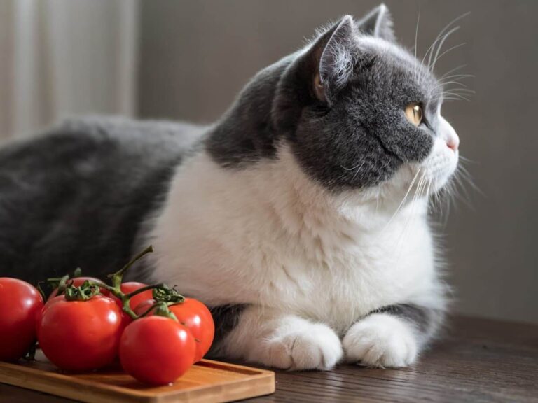 Can Cats Eat Tomatoes? A Comprehensive Guide For Cat Owners