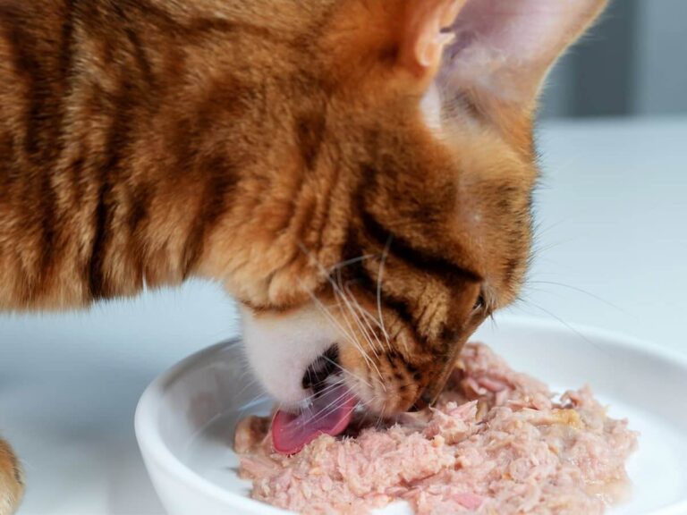 Can Cats Eat Tuna? A Comprehensive Guide For Cat Owners