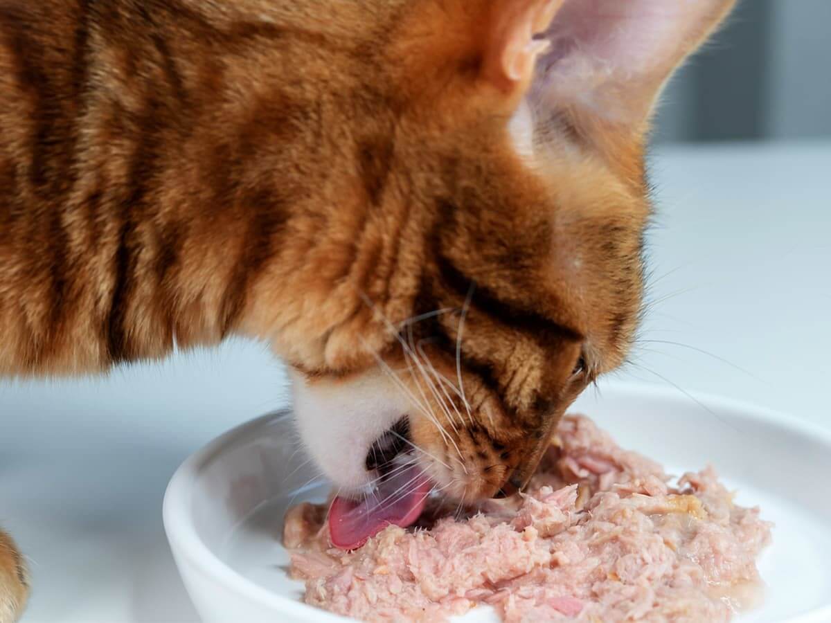 Can Cats Eat Tuna?